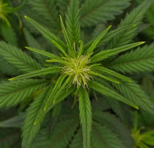 Skywalker OG Runtz/Gelato ✮✮✮. Week 5 - Day 31 Runtz XL
