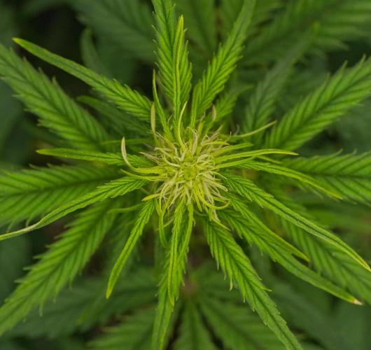 Skywalker OG Runtz/Gelato ✮✮✮. Week 5 - Day 31 Runtz XL
