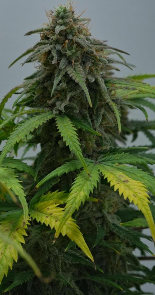 Strawberry Cake Auto | Ganja Farmer. Week 11 - Day 73