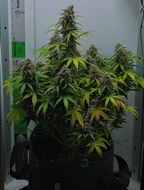 Strawberry Cake Auto | Ganja Farmer. Week 11 - Day 73