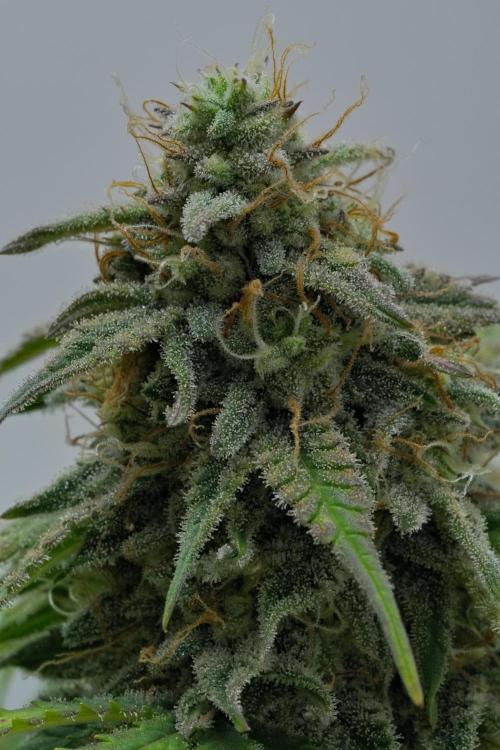 Strawberry Cake Auto | Ganja Farmer. Week 11 - Day 73