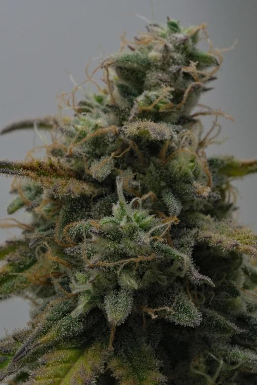 Strawberry Cake Auto | Ganja Farmer. Week 11 - Day 73