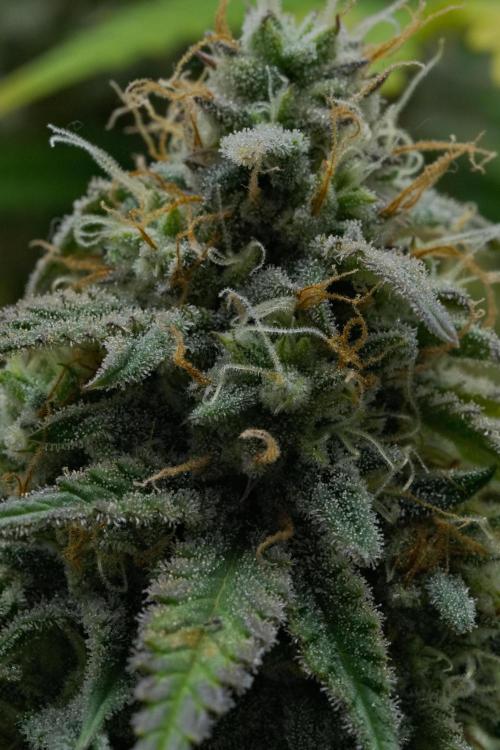 Strawberry Cake Auto | Ganja Farmer. Week 11 - Day 73