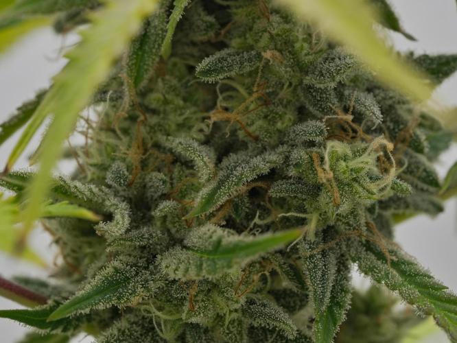 Strawberry Cake Auto | Ganja Farmer. Week 11 - Day 74