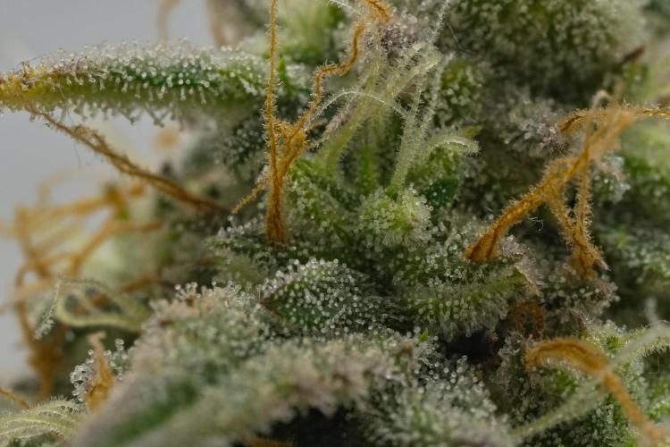 Strawberry Cake Auto | Ganja Farmer. Week 11 - Day 74