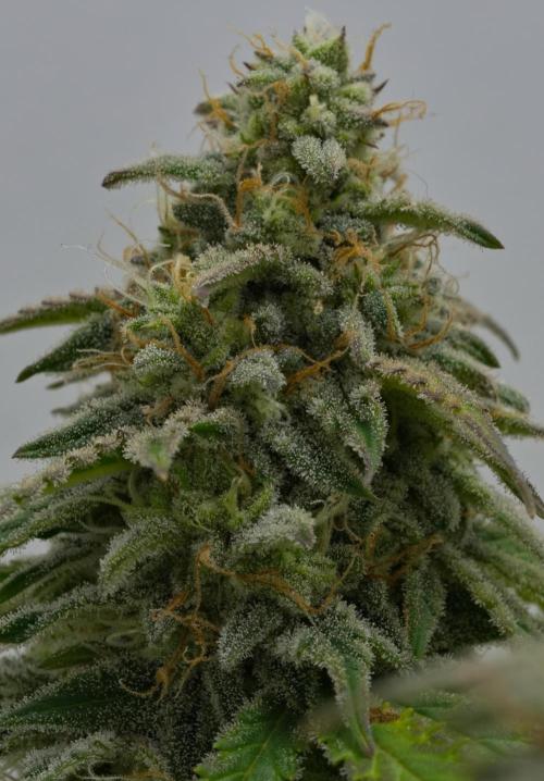 Strawberry Cake Auto | Ganja Farmer. Week 11 - Day 74