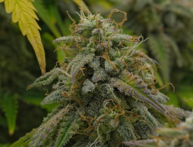 Strawberry Cake Auto | Ganja Farmer. Week 11 - Day 74