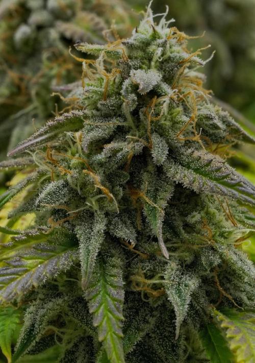 Strawberry Cake Auto | Ganja Farmer. Week 11 - Day 74