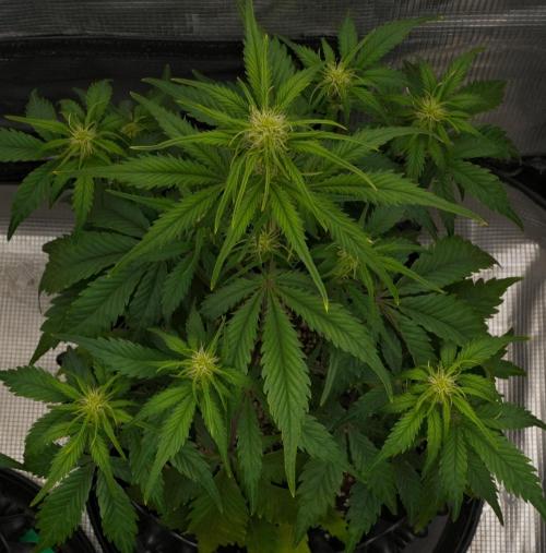 Skywalker OG Runtz/Gelato ✮✮✮. Week 5 - Day 33 Runtz XL
