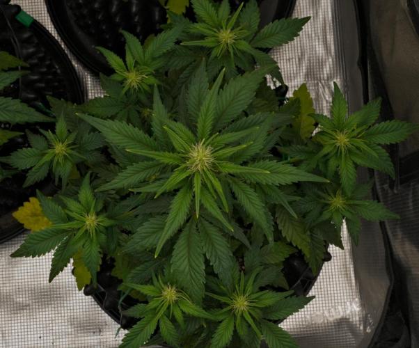 Skywalker OG Runtz/Gelato ✮✮✮. Week 5 - Day 33 Runtz XL
