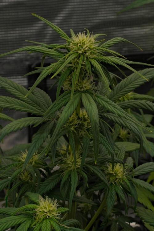 Skywalker OG Runtz/Gelato ✮✮✮. Week 5 - Day 33 Gelato