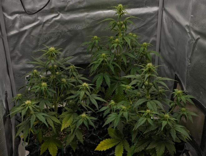 Skywalker OG Runtz/Gelato ✮✮✮. Week 5 - Day 33