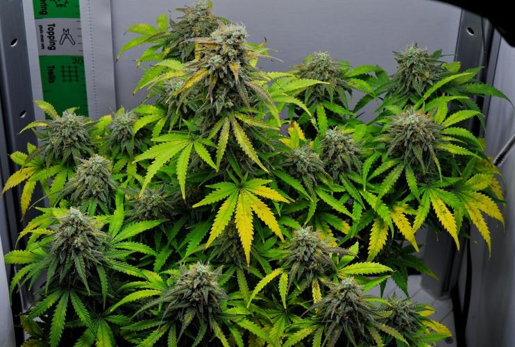 Strawberry Cake Auto | Ganja Farmer. Week 11 - Day 74