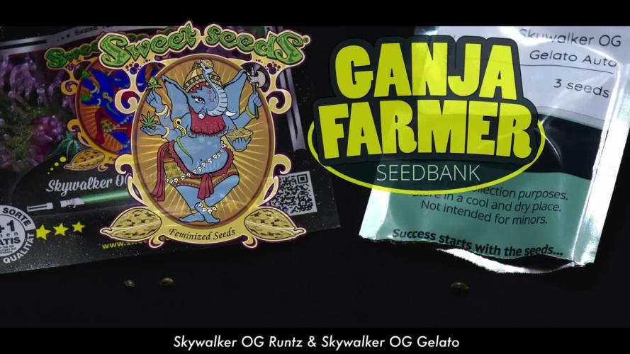 Skywalker OG Runtz/Gelato ✮✮✮