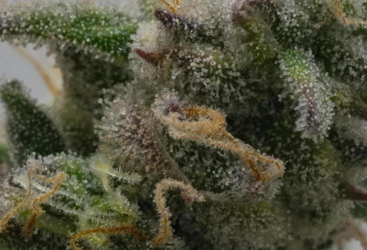 Strawberry Cake Auto | Ganja Farmer. Week 11 - Day 75