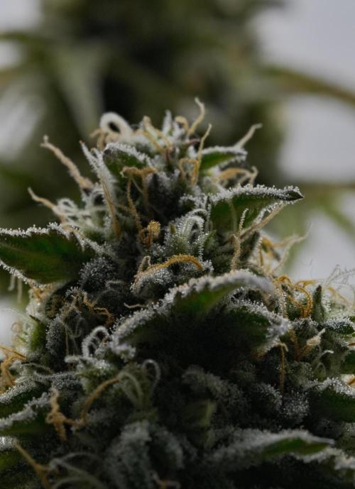 Strawberry Cake Auto | Ganja Farmer. Week 11 - Day 75