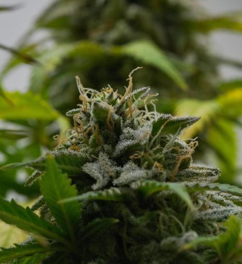 Strawberry Cake Auto | Ganja Farmer. Week 11 - Day 75