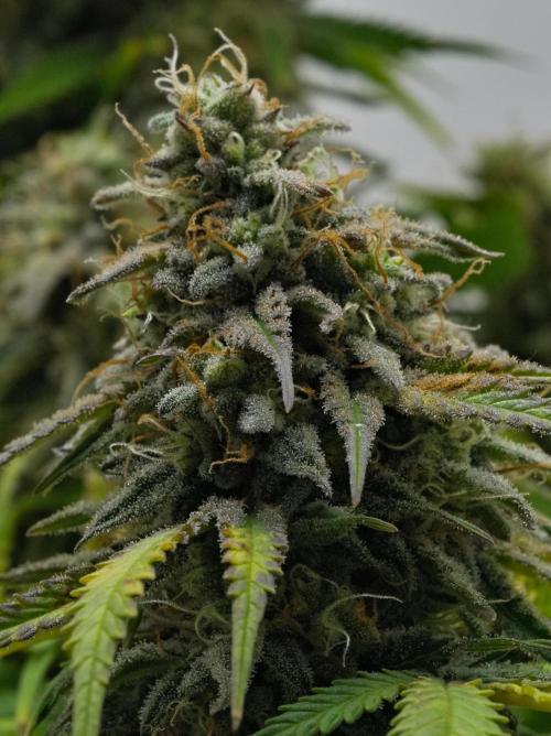 Strawberry Cake Auto | Ganja Farmer. Week 11 - Day 75