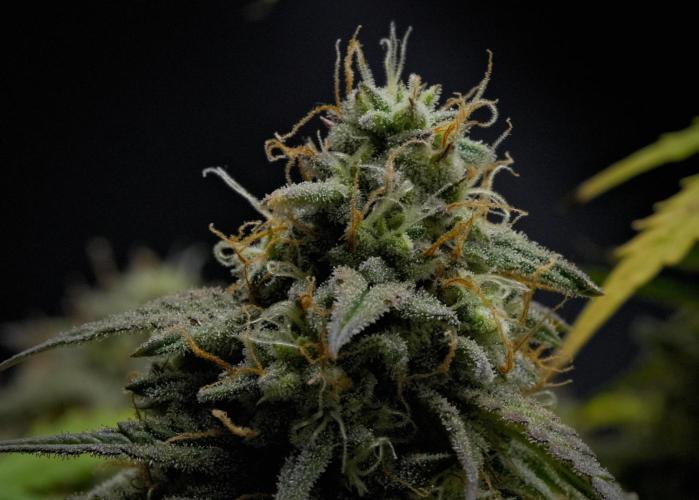 Strawberry Cake Auto | Ganja Farmer. Week 11 - Day 75