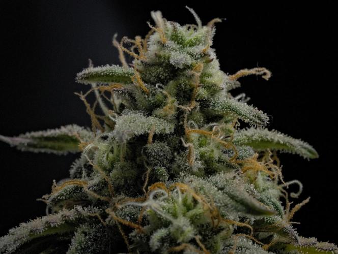 Strawberry Cake Auto | Ganja Farmer. Week 11 - Day 75