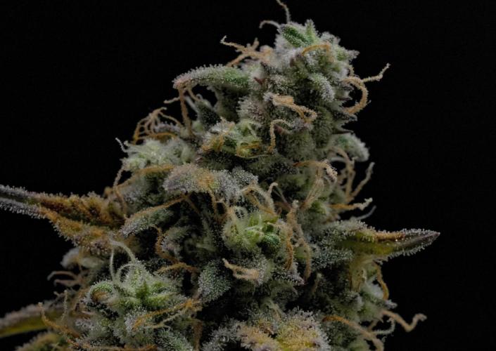 Strawberry Cake Auto | Ganja Farmer. Week 11 - Day 75