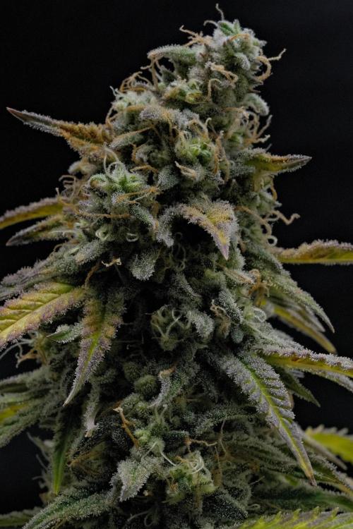 Strawberry Cake Auto | Ganja Farmer. Week 11 - Day 75