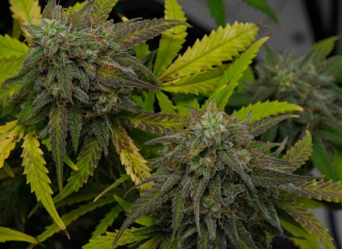 Strawberry Cake Auto | Ganja Farmer. Week 12 - Day 77