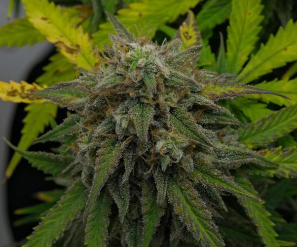 Strawberry Cake Auto | Ganja Farmer. Week 12 - Day 77