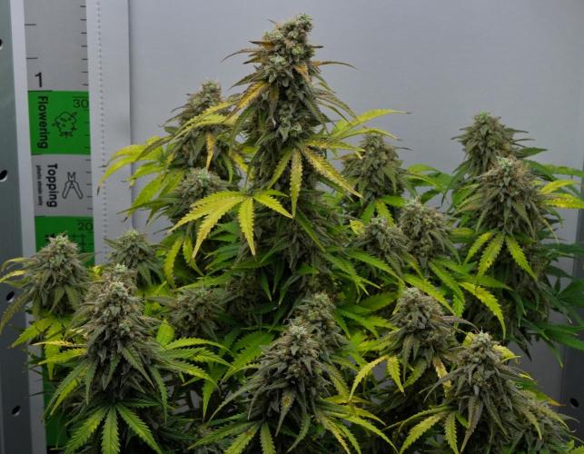 Strawberry Cake Auto | Ganja Farmer. Week 12 - Day 77