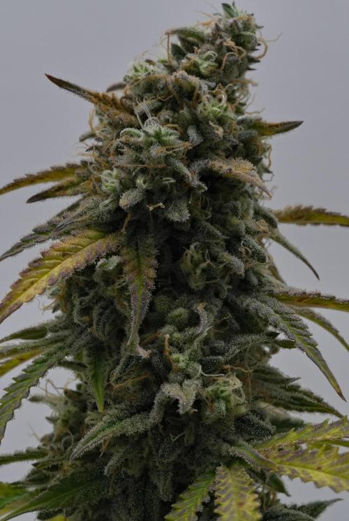 Strawberry Cake Auto | Ganja Farmer. Week 12 - Day 77