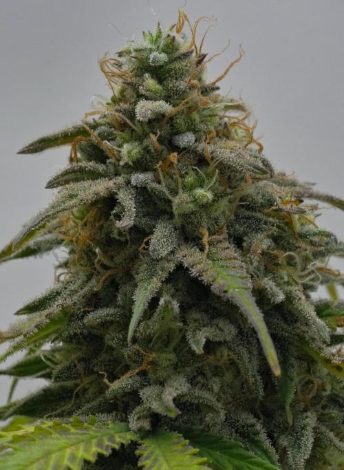 Strawberry Cake Auto | Ganja Farmer. Week 12 - Day 77