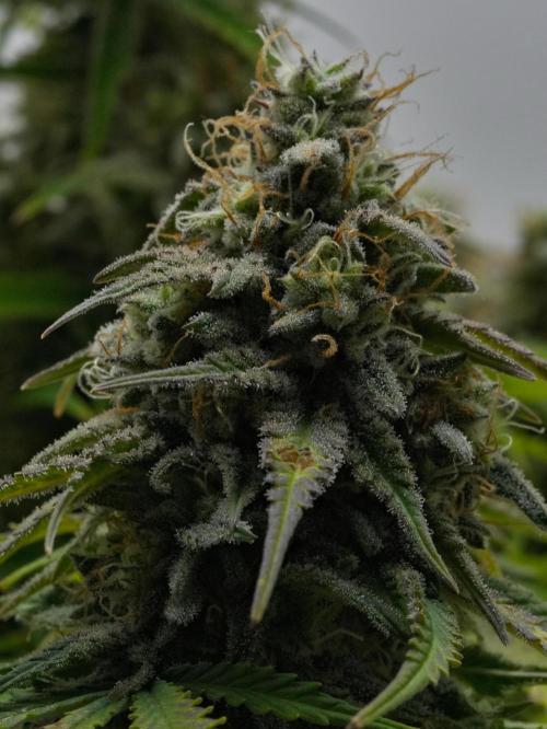 Strawberry Cake Auto | Ganja Farmer. Week 12 - Day 77