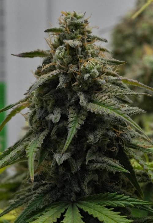 Strawberry Cake Auto | Ganja Farmer. Week 12 - Day 77