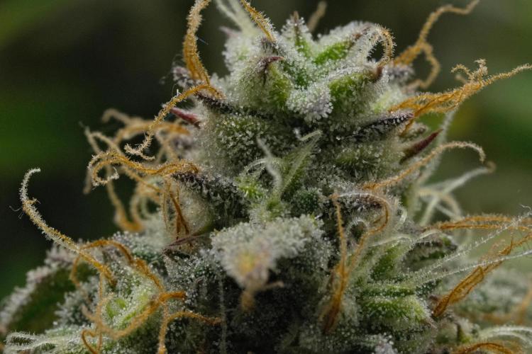 Strawberry Cake Auto | Ganja Farmer. Week 12 - Day 77