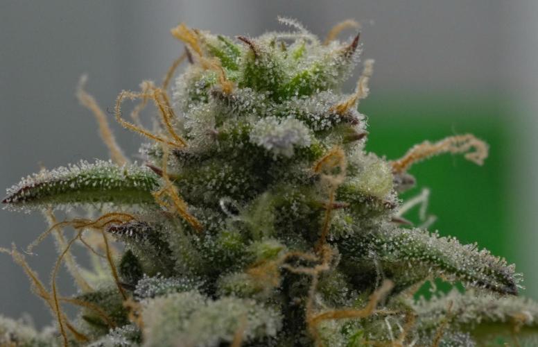 Strawberry Cake Auto | Ganja Farmer. Week 12 - Day 77