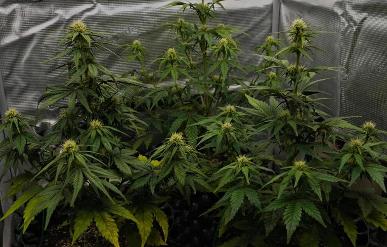 Skywalker OG Runtz/Gelato ✮✮✮. Week 6 - Day 36