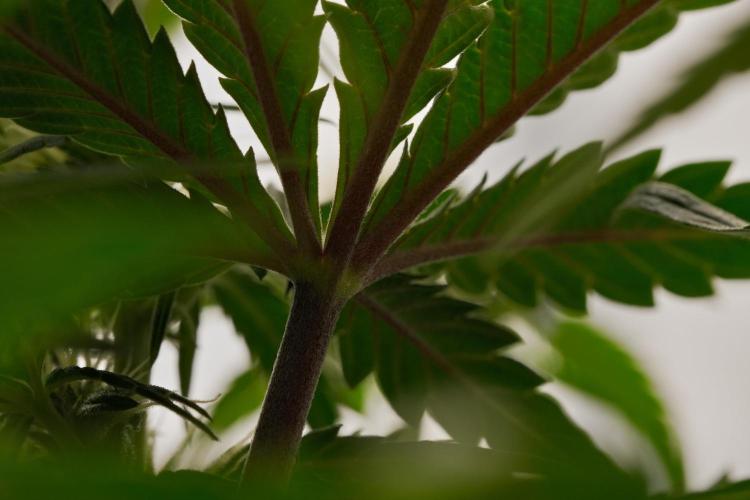 Skywalker OG Runtz/Gelato ✮✮✮. Week 6 - Day 36
Runtz XL