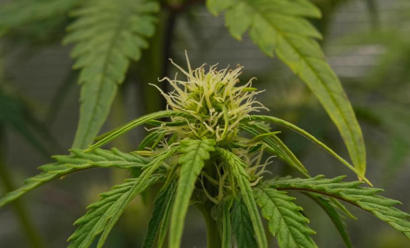 Skywalker OG Runtz/Gelato ✮✮✮. Week 6 - Day 36
Runtz XL