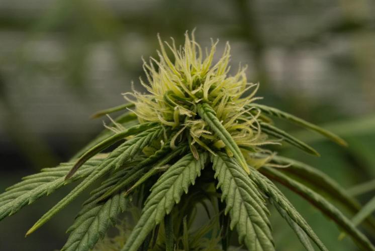 Skywalker OG Runtz/Gelato ✮✮✮. Week 6 - Day 36
Gelato