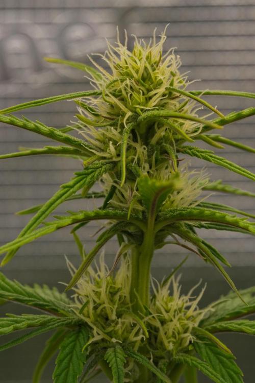 Skywalker OG Runtz/Gelato ✮✮✮. Week 6 - Day 36
Runtz XL