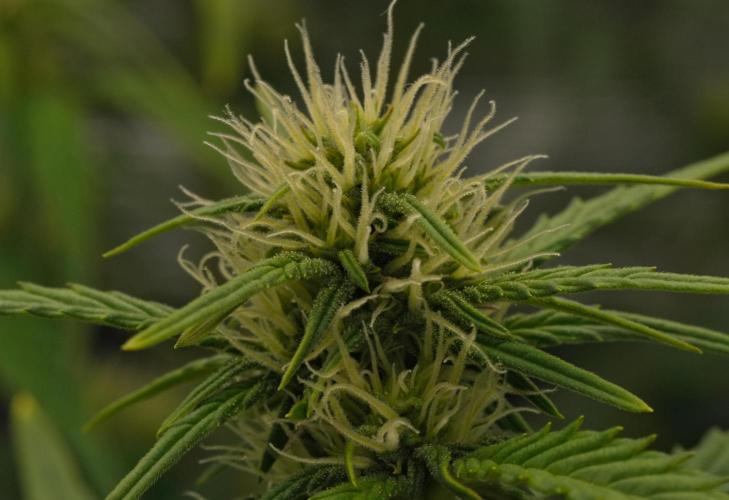 Skywalker OG Runtz/Gelato ✮✮✮. Week 6 - Day 36
Runtz XL