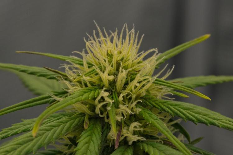 Skywalker OG Runtz/Gelato ✮✮✮. Week 6 - Day 36
Gelato