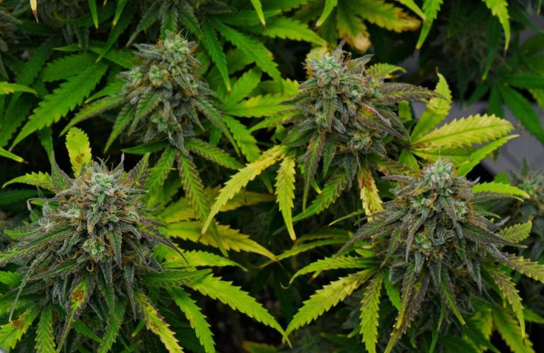 Strawberry Cake Auto | Ganja Farmer. Week 12 - Day 78