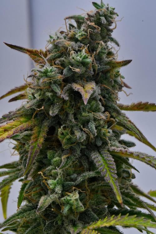 Strawberry Cake Auto | Ganja Farmer. Week 12 - Day 78