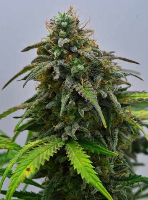 Strawberry Cake Auto | Ganja Farmer. Week 12 - Day 78