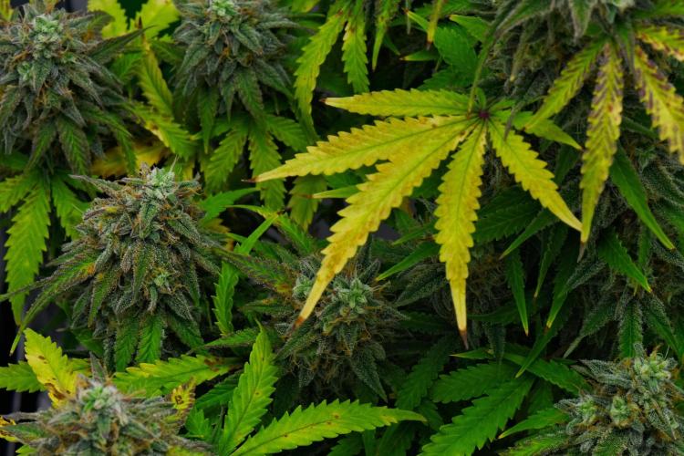 Strawberry Cake Auto | Ganja Farmer. Week 12 - Day 78