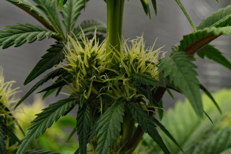 Skywalker OG Runtz/Gelato ✮✮✮. Week 6 - Day 37
Runtz XL