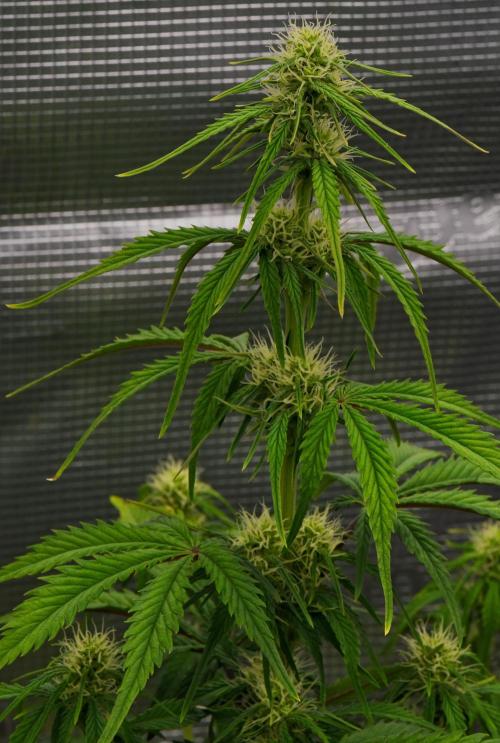 Skywalker OG Runtz/Gelato ✮✮✮. Week 6 - Day 37
Runtz XL