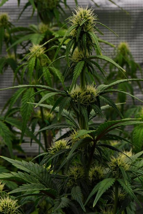 Skywalker OG Runtz/Gelato ✮✮✮. Week 6 - Day 37
Runtz XL