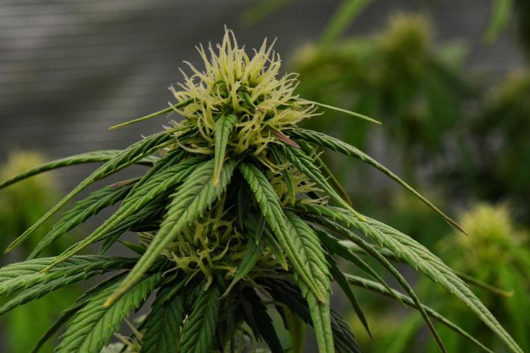 Skywalker OG Runtz/Gelato ✮✮✮. Week 6 - Day 37
Gelato